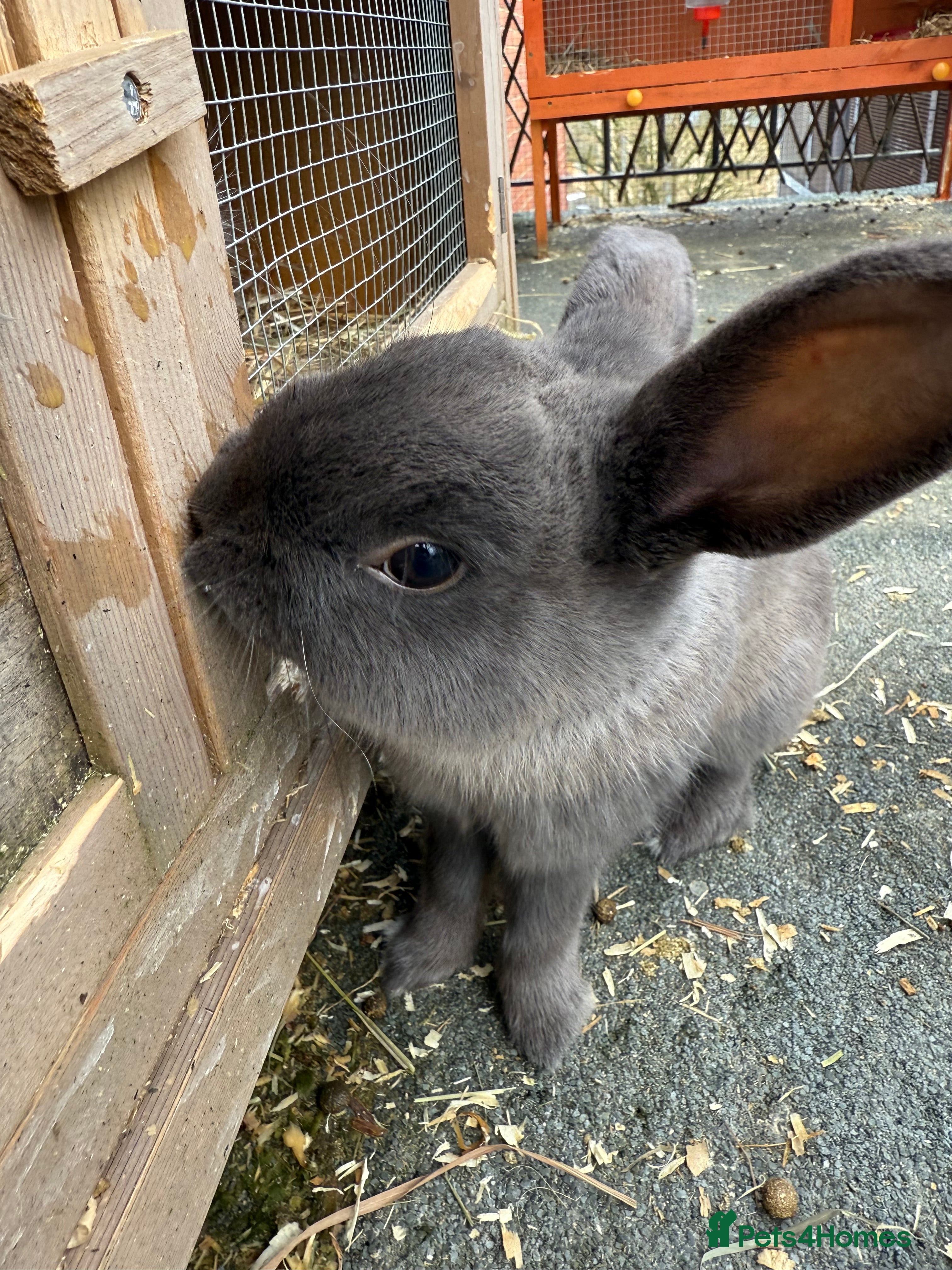 Mixed Breed rabbits 2 females 1 male rabbits.  - Advert 6