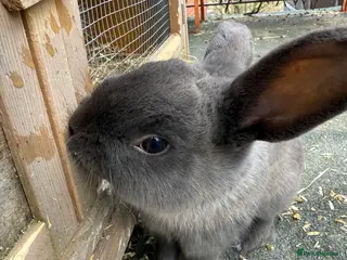 Mixed Breed rabbits 2 females 1 male rabbits. - Advert 6