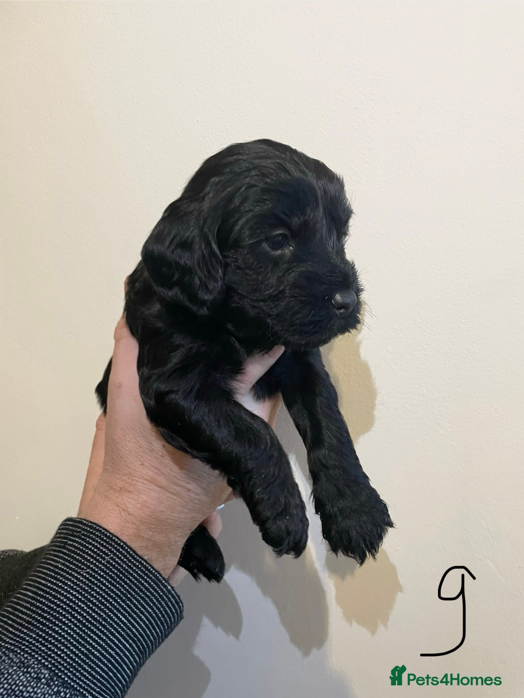 Cockapoo dogs for sale: Beautiful F1 Cockapoos - Advert 6