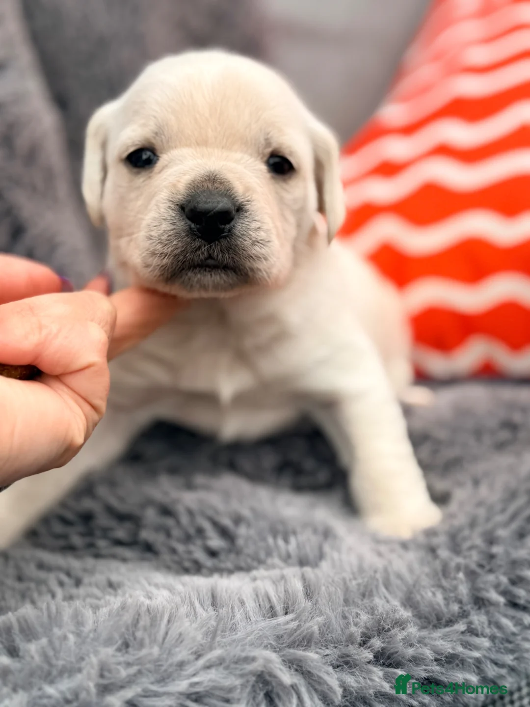 Mixed Breed dogs for sale: Frenchie x Yorkipoo Puppies –Homes Wanted 🐾 in Leeds - Advert 2