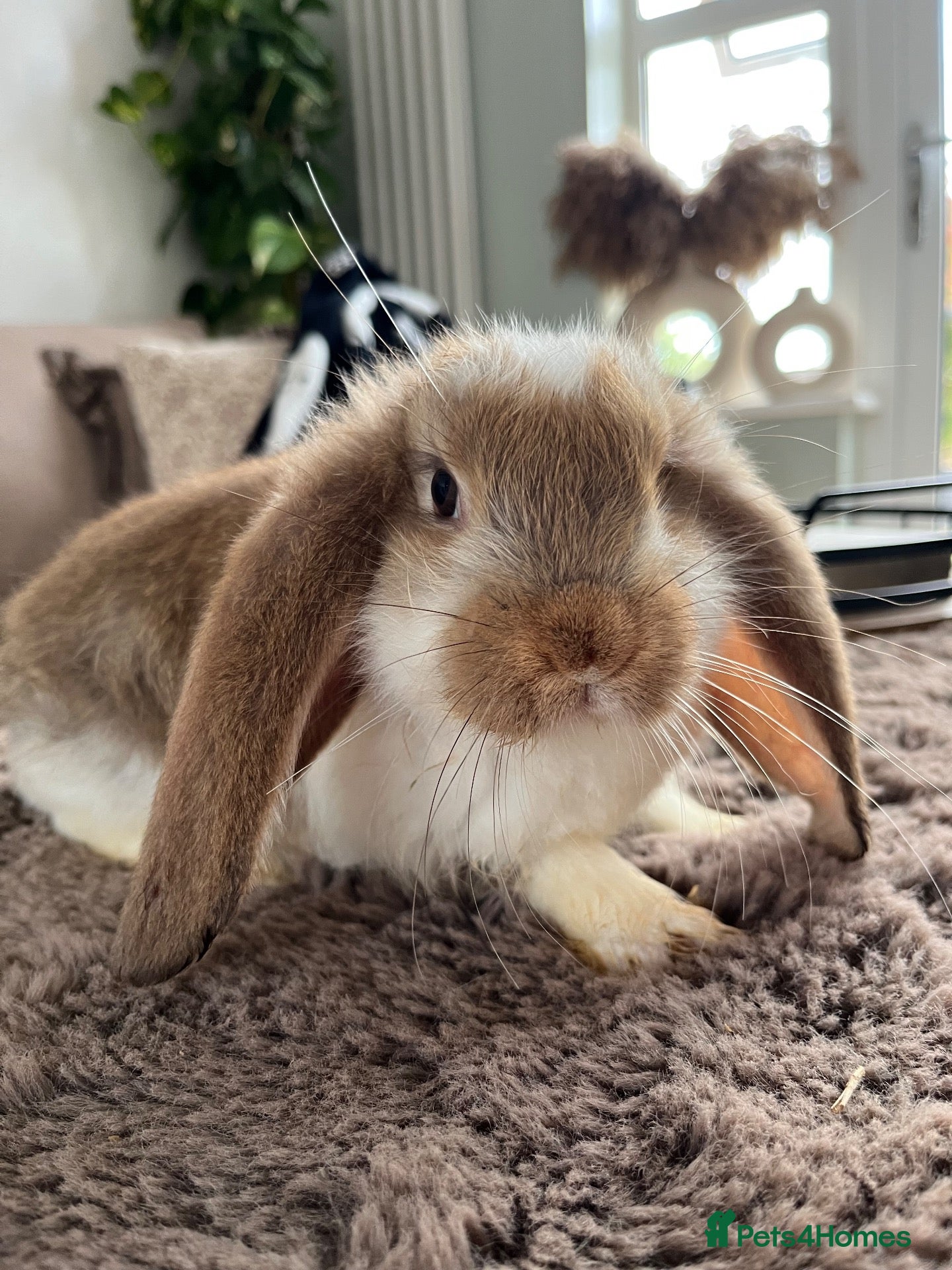French Lop rabbits for sale: 🐰 Mini Lops Ready to Leave 🐰 - Advert 1
