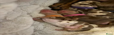 Miniature Dachshund 2