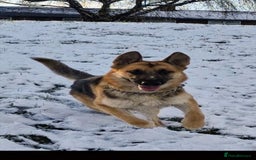 German Shepherd dogs for sale: Major - Image 7