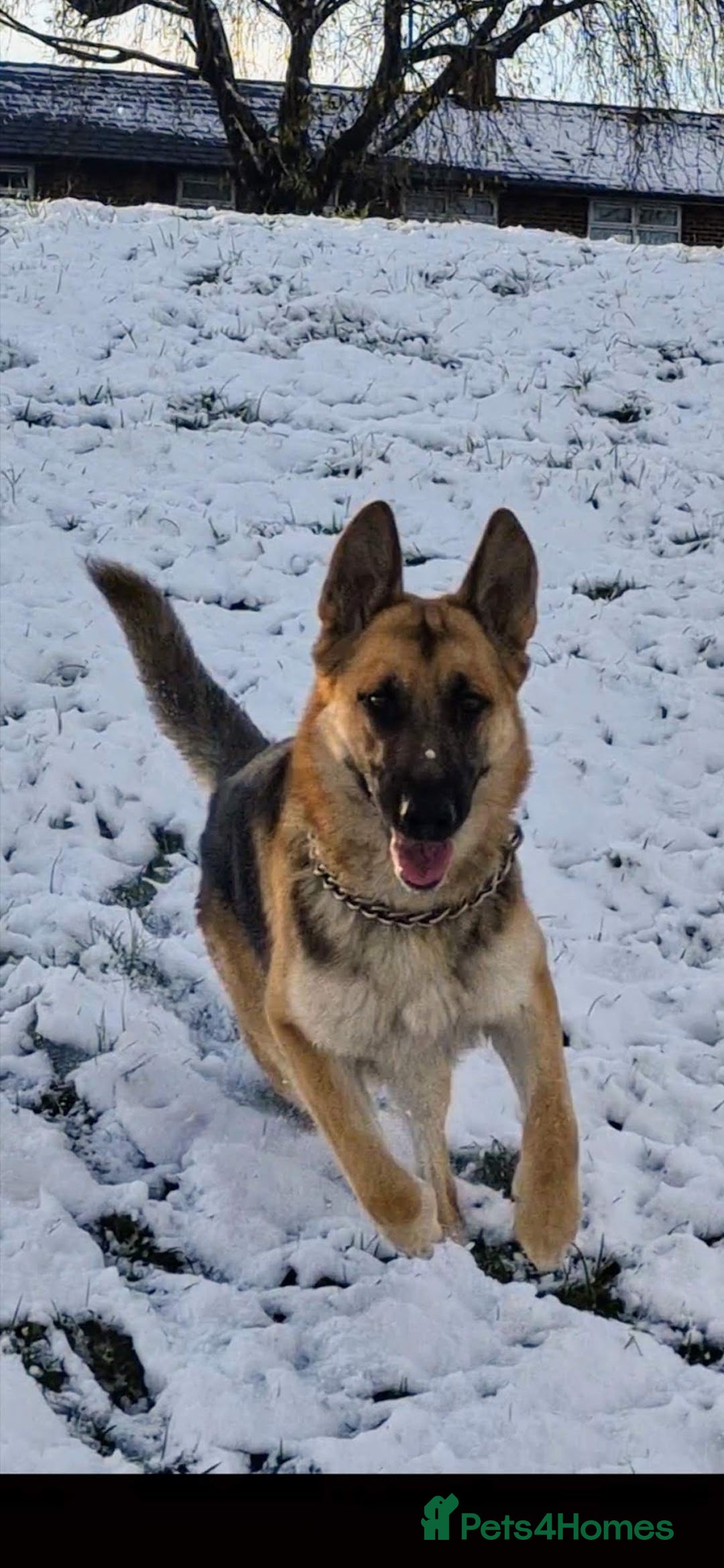 German Shepherd dogs for sale: Major - Image 7