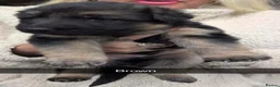 German Shepherd dogs for sale: German shepherd puppies. - Advert 3
