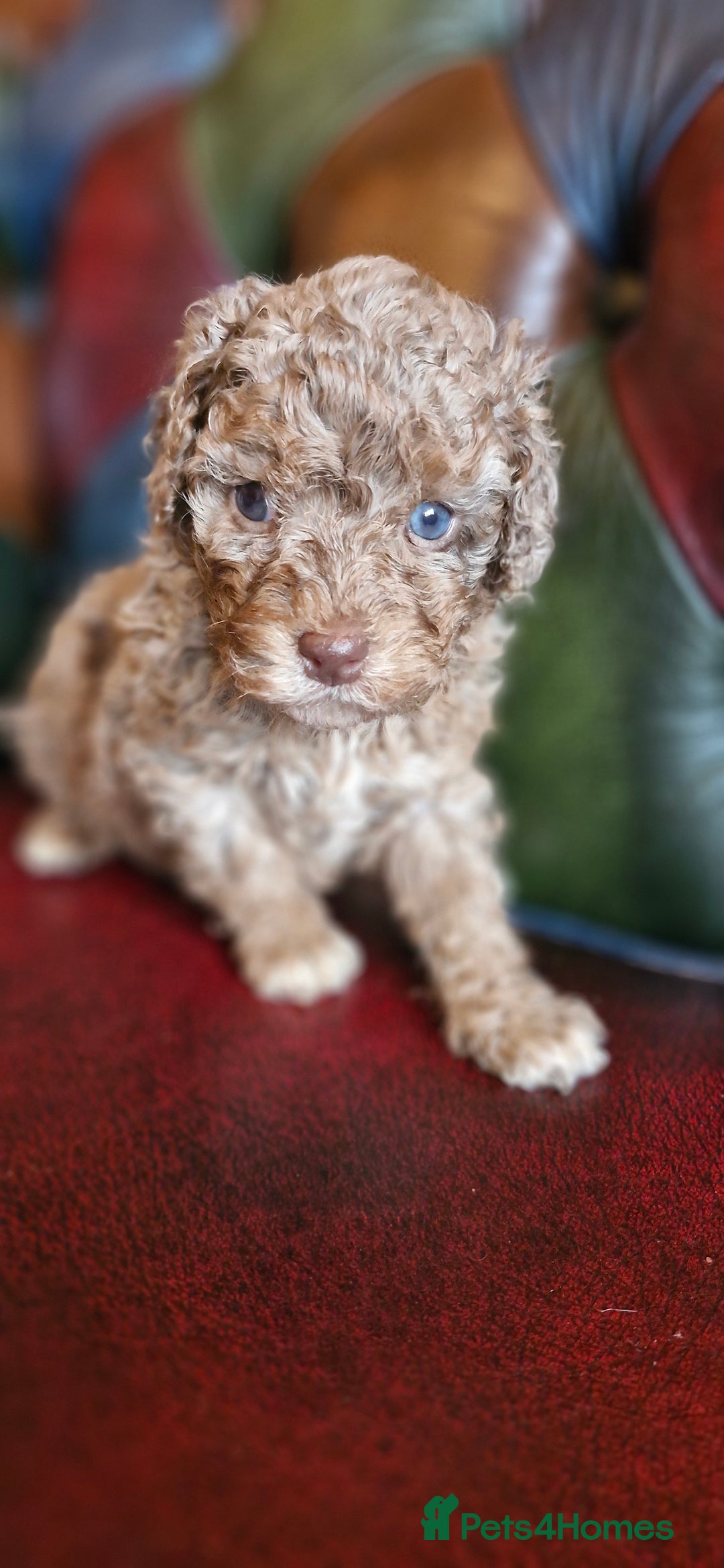 Cavapoo dogs for sale: Gorgeous f1bb Multicolour Cavapoo pups - Image 18