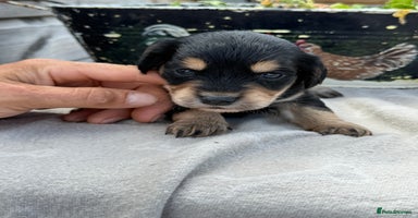 Cockapoo dogs - Advert 11