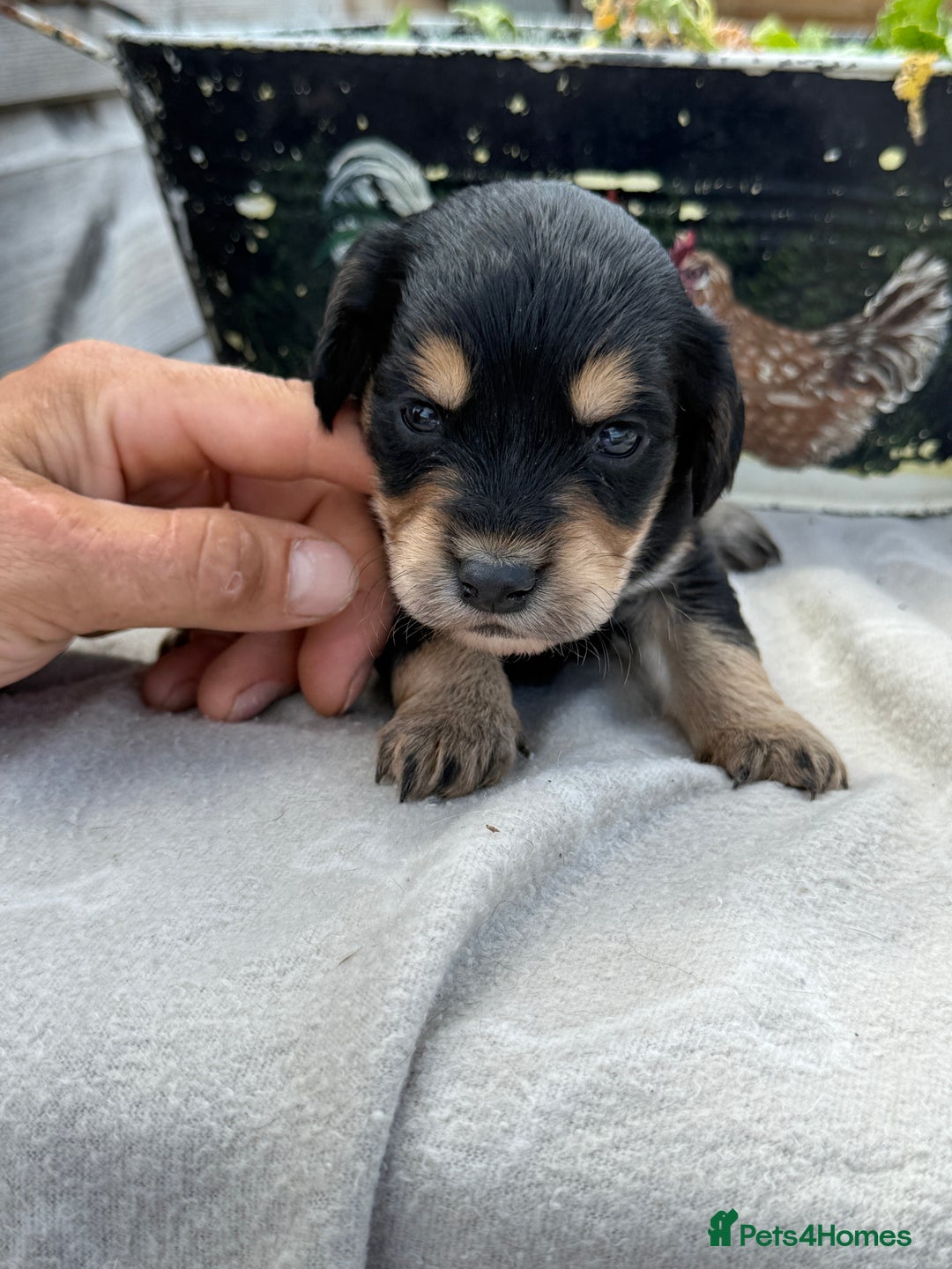 Cockapoo dogs for sale: Puppies - Image 2