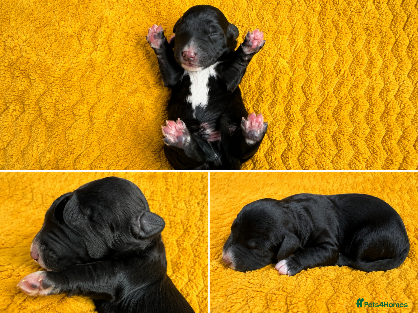 Bordoodle dogs for sale: Border doodle puppies - Advert 4