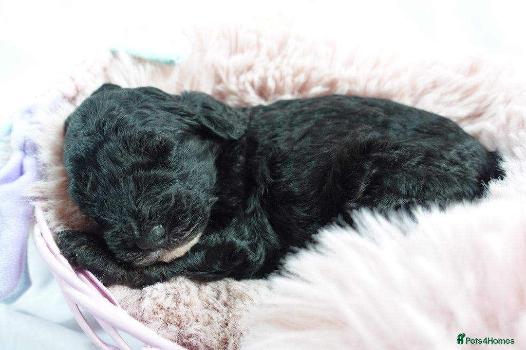 Sheepadoodle dogs for sale: Mini Sheepadoodle the wait is over!  - Image 31