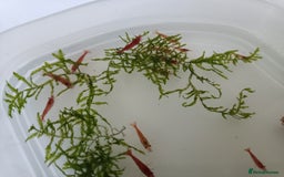 Shrimps fish for sale: Red Cherry Shrimp for sale!! 🦐 - Image 8