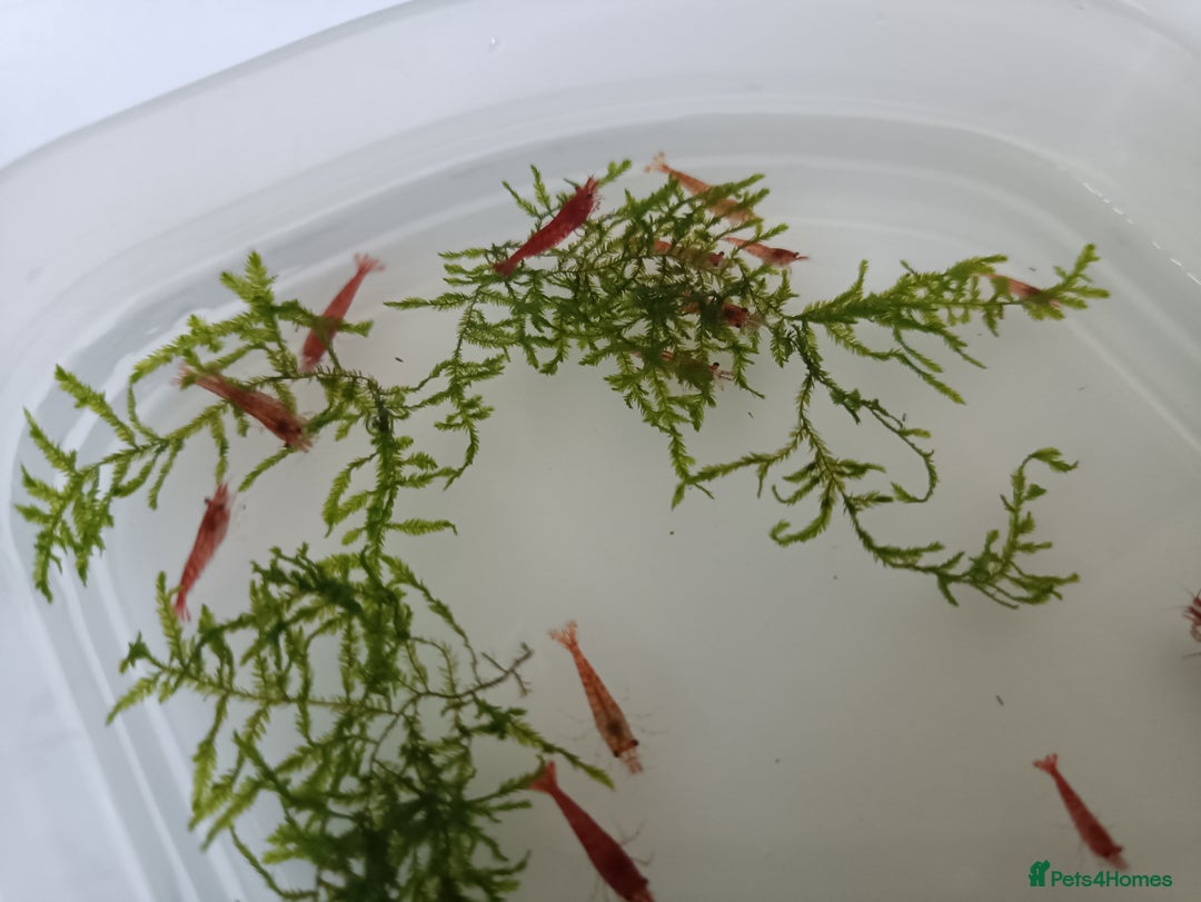 Shrimps fish for sale: Red Cherry Shrimp for sale!! 🦐 - Image 8