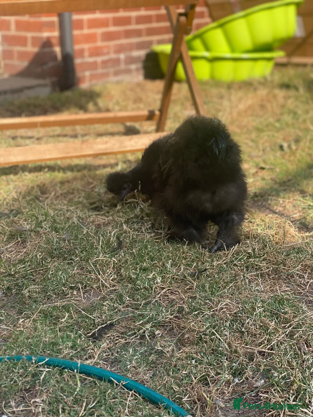 Chickens poultry for sale: Silkie - Advert 5