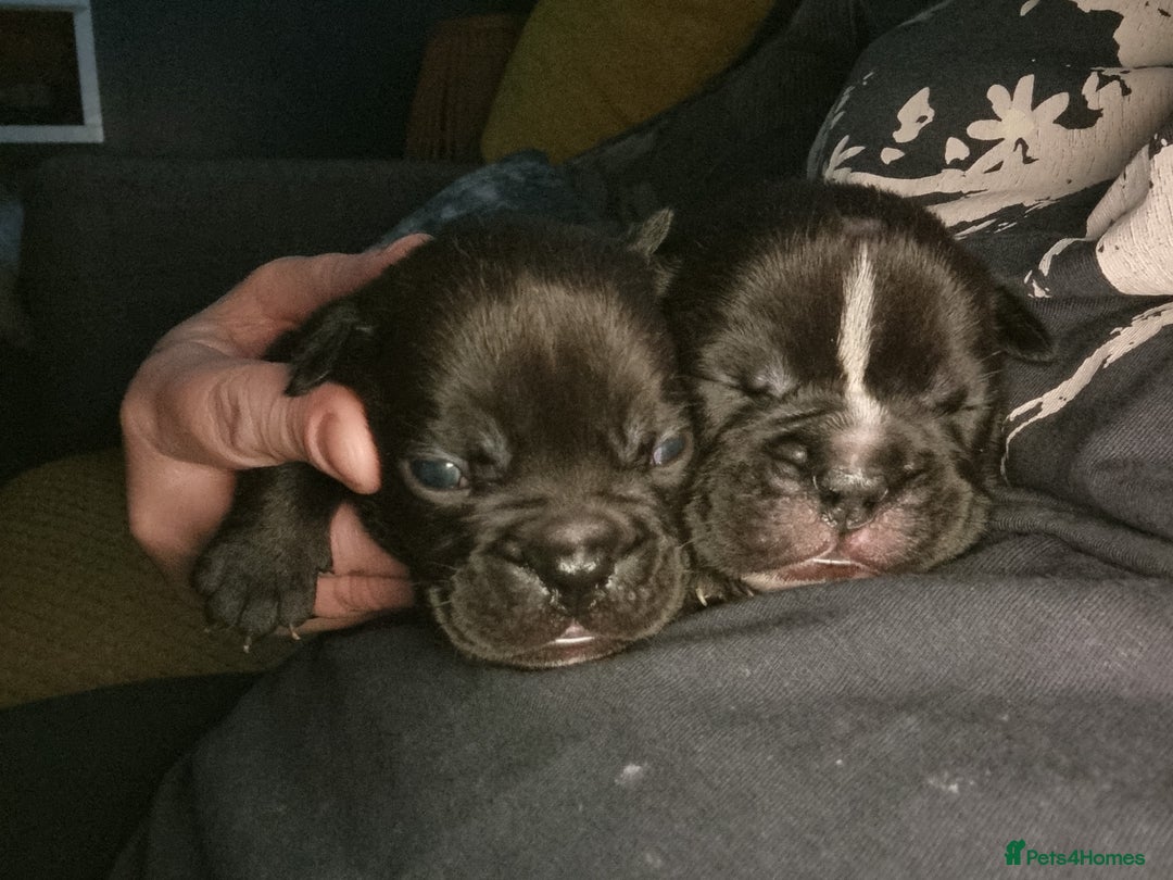Mixed Breed dogs for sale: French/english bulldog puppys - Image 2