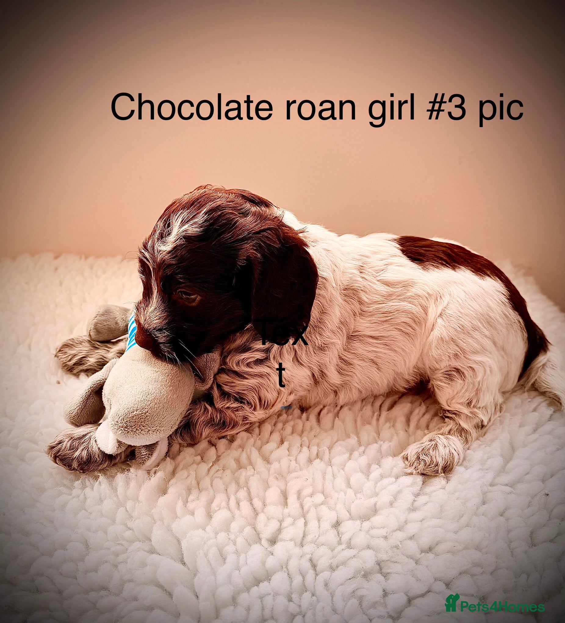 Cockapoo dogs F1 show type Cockapoos from health tested parents  - Advert 2