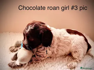 Cockapoo dogs F1 show type Cockapoos from health tested parents - Advert 2