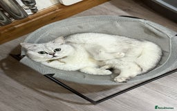 Scottish Fold cats for sale: Stunning Male Silver-Tipped Scottish Straight  - Image 4