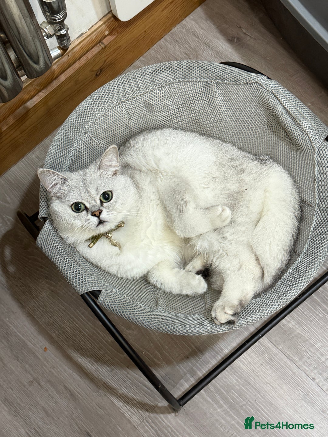 Scottish Fold cats for sale: Stunning Male Silver-Tipped Scottish Straight  - Image 4
