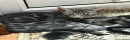 Mixed Breed cats for sale: Beautiful Kittens - Advert 9