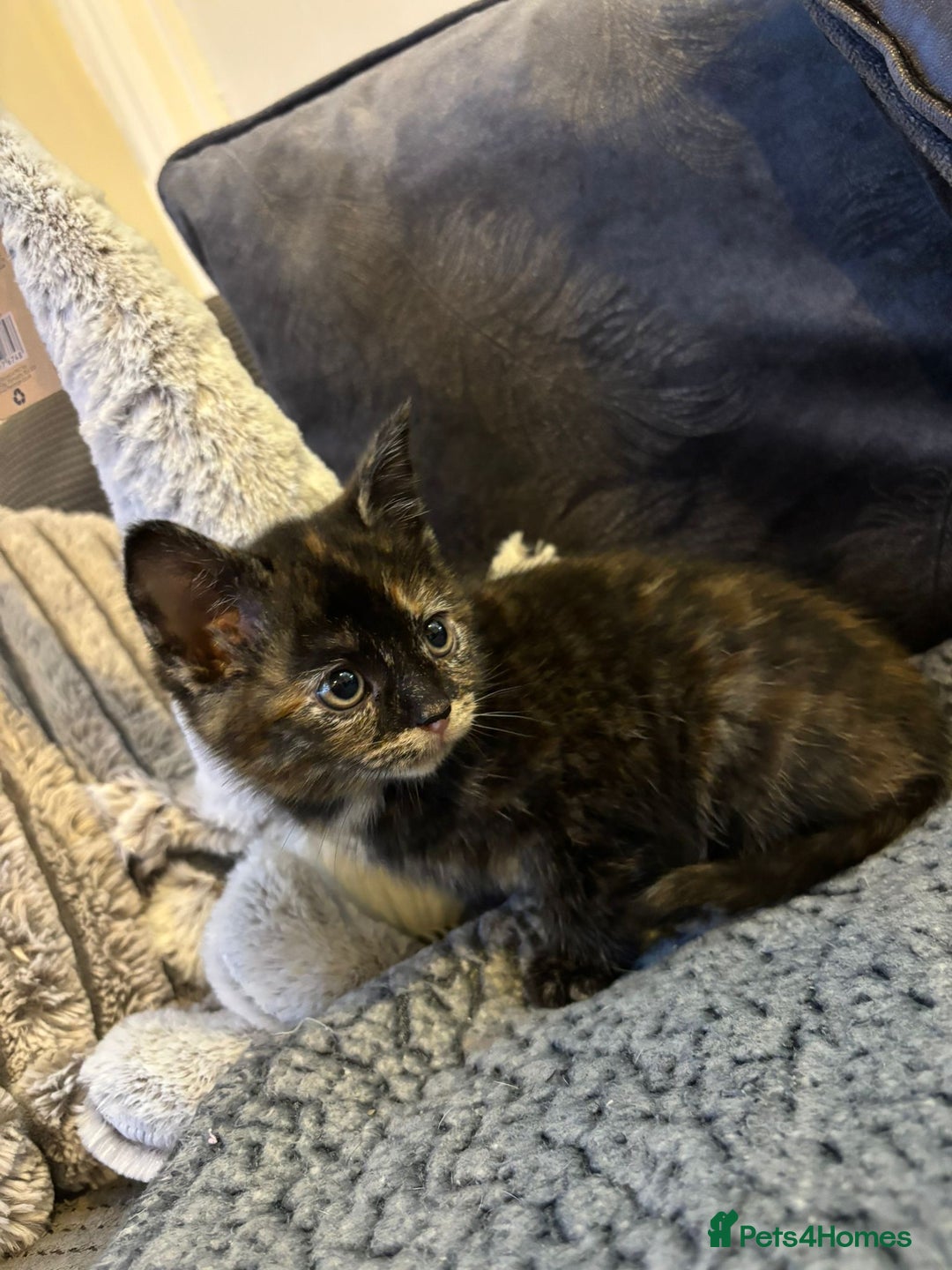 Mixed Breed cats for sale: 2 Beautiful Kittens for sale  - Advert 9