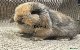 Mini Lop rabbits for sale: 🐰STUNNING MINI LOPS 🐰 ready to reserve!! - Image 11