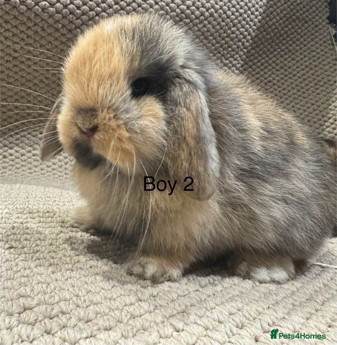 Mini Lop rabbits for sale: 🐰STUNNING MINI LOPS 🐰 ready to reserve!! - Image 11