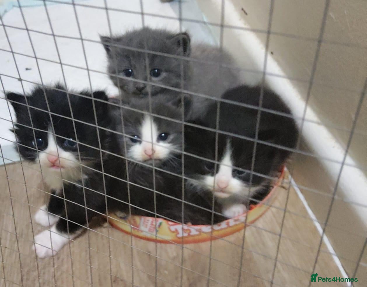 Mixed Breed cats 2 female kittens  - Advert 4
