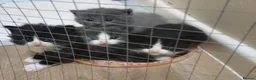 Mixed Breed cats for sale: 2 female kittens  - Advert 1