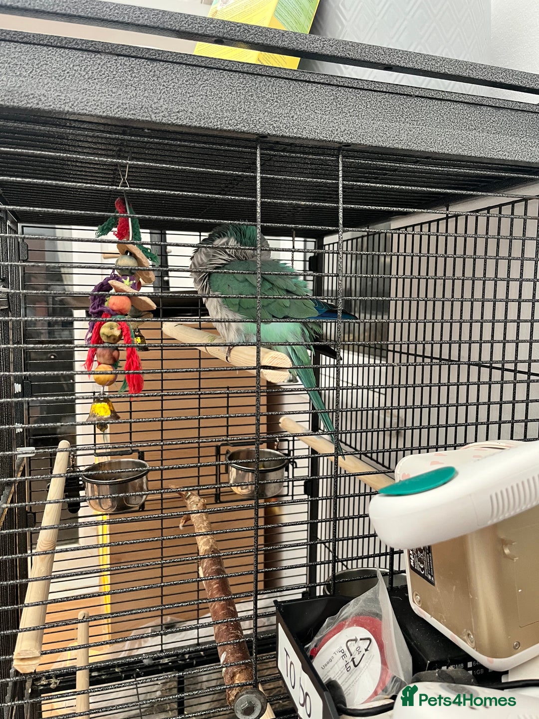 Parrots birds for sale: Quaker Parrot fircsale - Advert 1