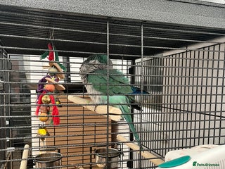 Parrots birds Quaker Parrot fircsale - Advert 1