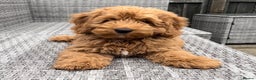 Cockapoo dogs for stud: PROVEN STUD - Red/Apricot F1B cockapoo in Dunstable - Advert 19