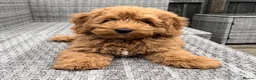 Cockapoo dogs for stud: PROVEN STUD - Red/Apricot F1B cockapoo in Dunstable - Advert 19
