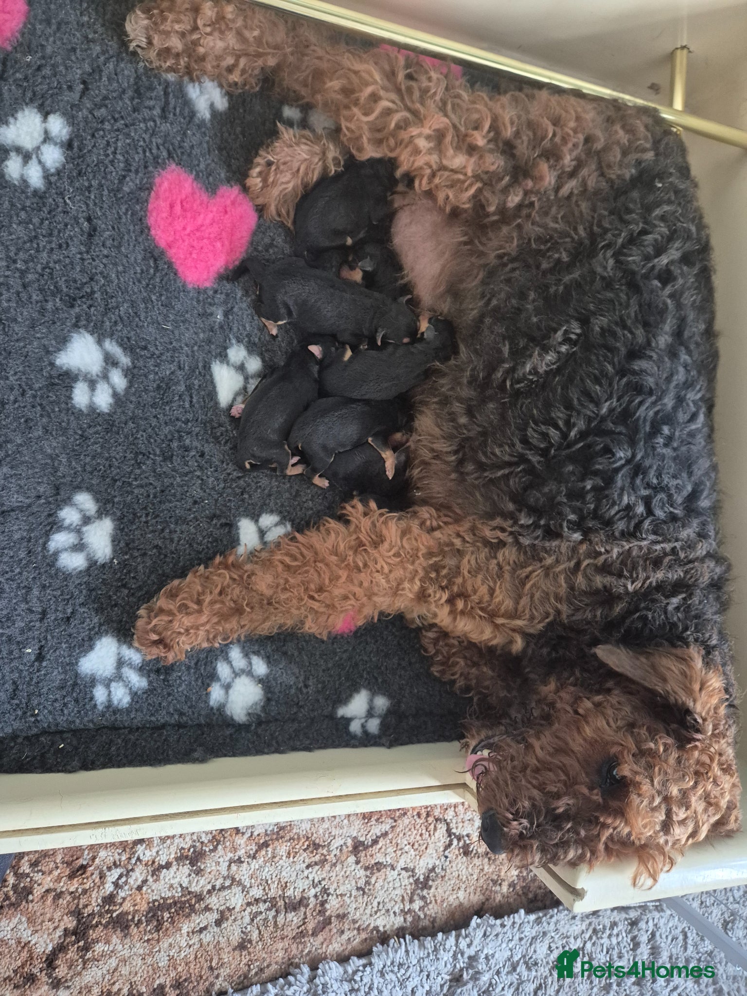 Airedale Terrier dogs Beautiful Airedale Puppies - Advert 8