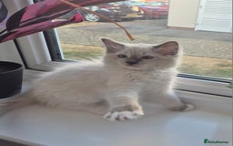 Ragdoll cats for sale: 6 Purebred Blue Point Ragdoll Kittens - Image 5