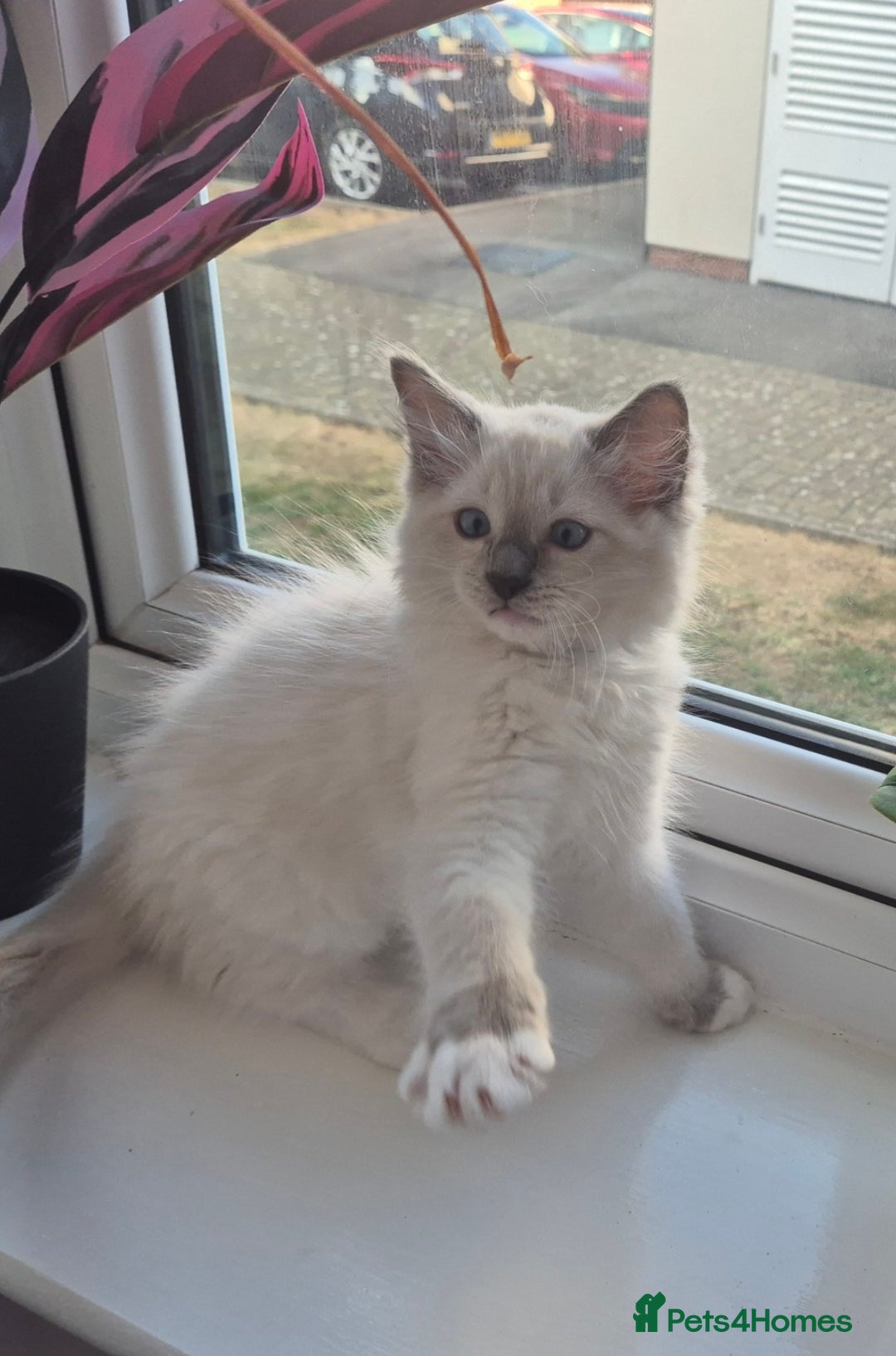 Ragdoll cats for sale: 6 Purebred Blue Point Ragdoll Kittens - Image 5