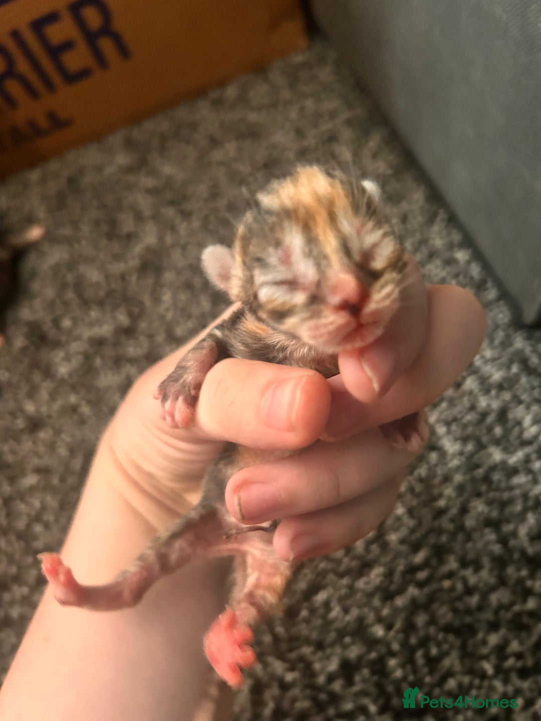 Mixed Breed cats for sale: Ragdoll x DSH Calico kittens - Image 4