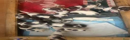 English Springer Spaniel dogs for sale: KC Registered English Springer Spaniel Puppies - Advert 13