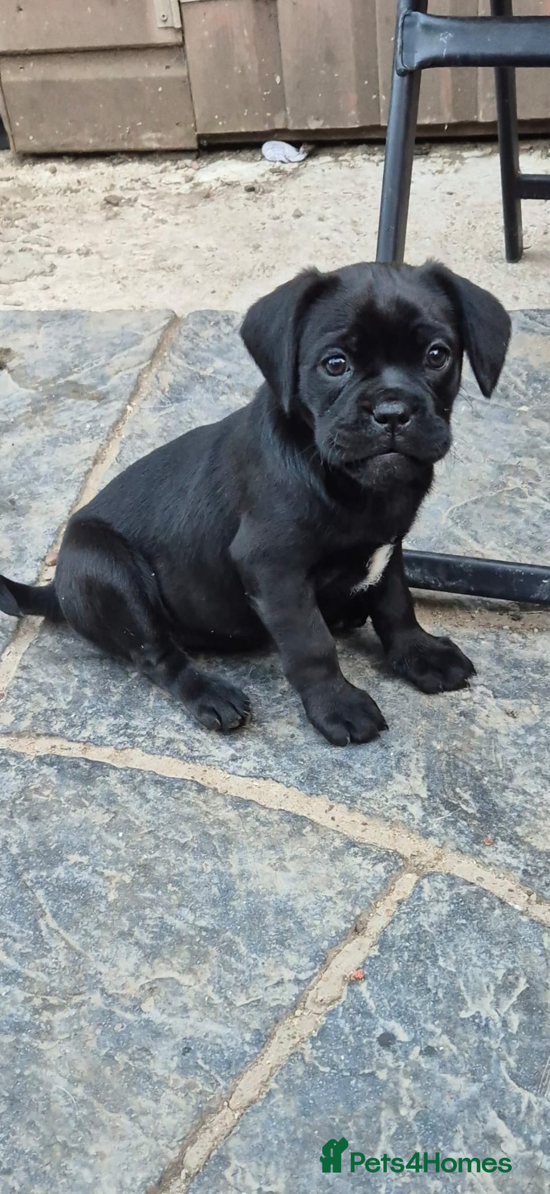 Mixed Breed dogs for sale: Adorable pug puppies  - Image 10