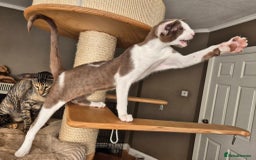 Oriental cats for sale: Beautiful Lilac bicolour Oriental BOY - Image 3