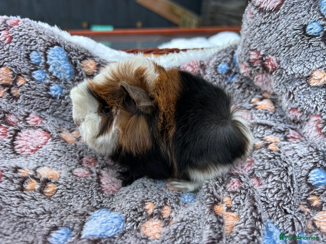 Guinea Pig rodents for sale: Guinea pigs for reservation  - Advert 5