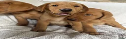 Labrador Retriever dogs for sale: Fox red Labrador - Advert 11