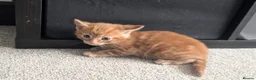 Mixed Breed cats for sale: Scottish straight, turquoise shell adorable 🥰  - Advert 40
