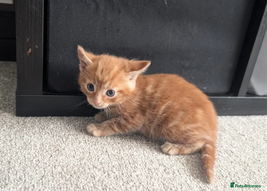Mixed Breed cats for sale: Scottish straight, turquoise shell adorable 🥰  - Advert 40