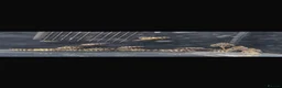 Plecos fish for sale: RARE L333 Goldline AA grade sub adults - Advert 2