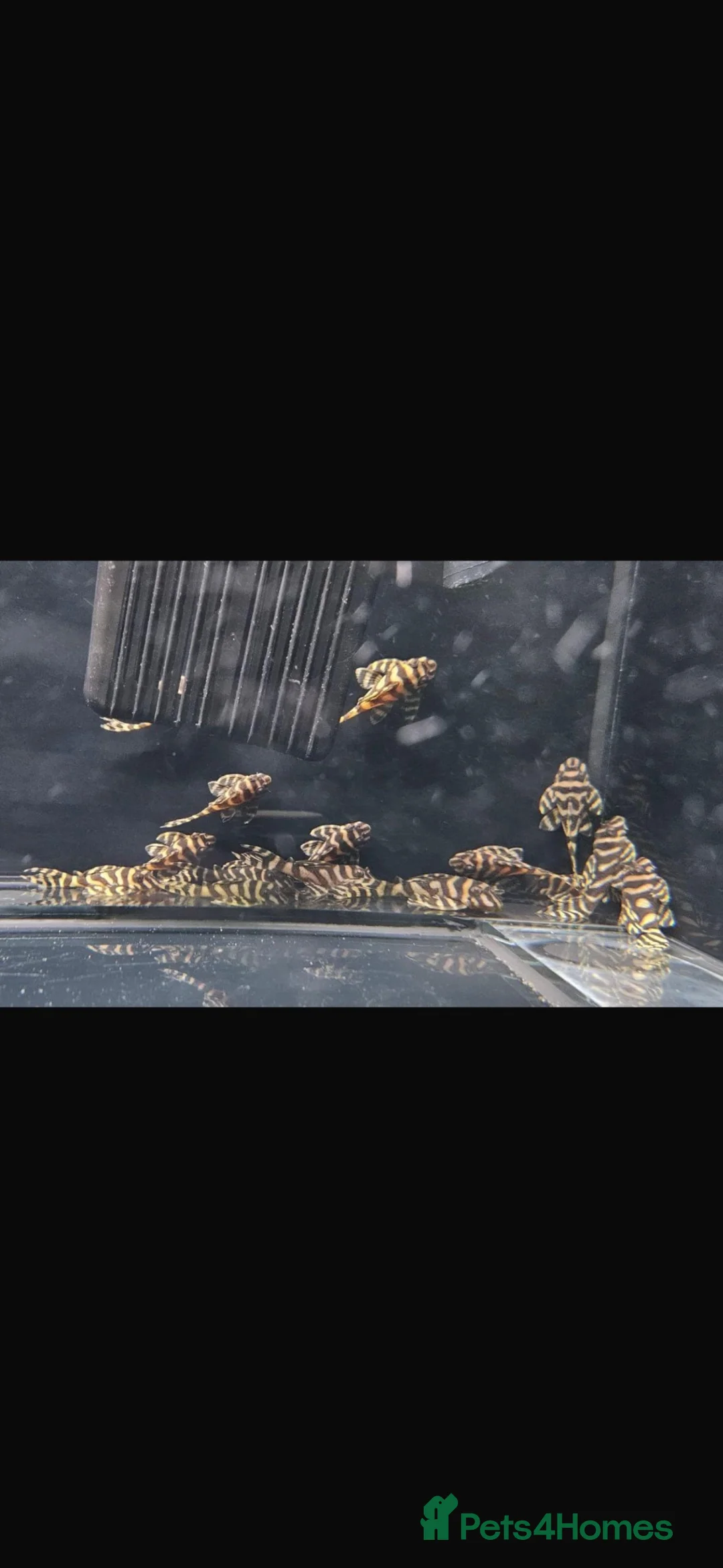 Plecos fish for sale: RARE L333 Goldline AA grade sub adults - Advert 2