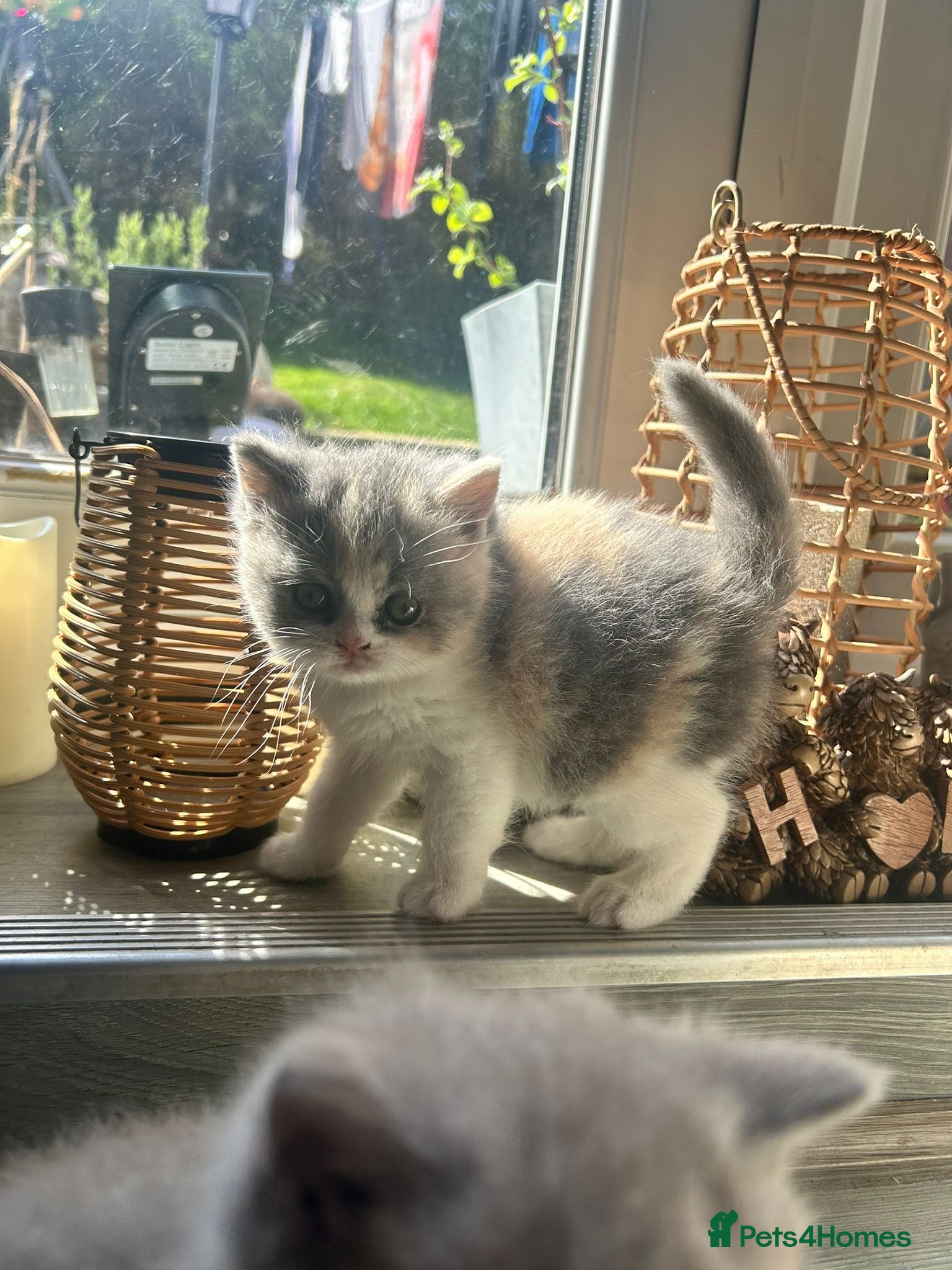 British Shorthair cats British shorthair kittens 1 calico girl left 😍 - Advert 1
