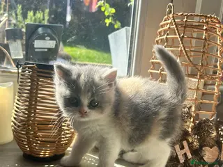 British Shorthair cats British shorthair kittens 1 calico girl left 😍 - Advert 1