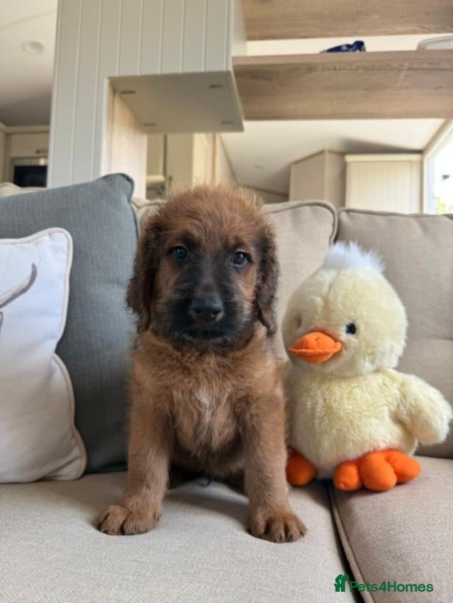 Saint Berdoodle dogs F1B SAINT BERNADOODLE REDUCED 1195 READY TODAY - Advert 1