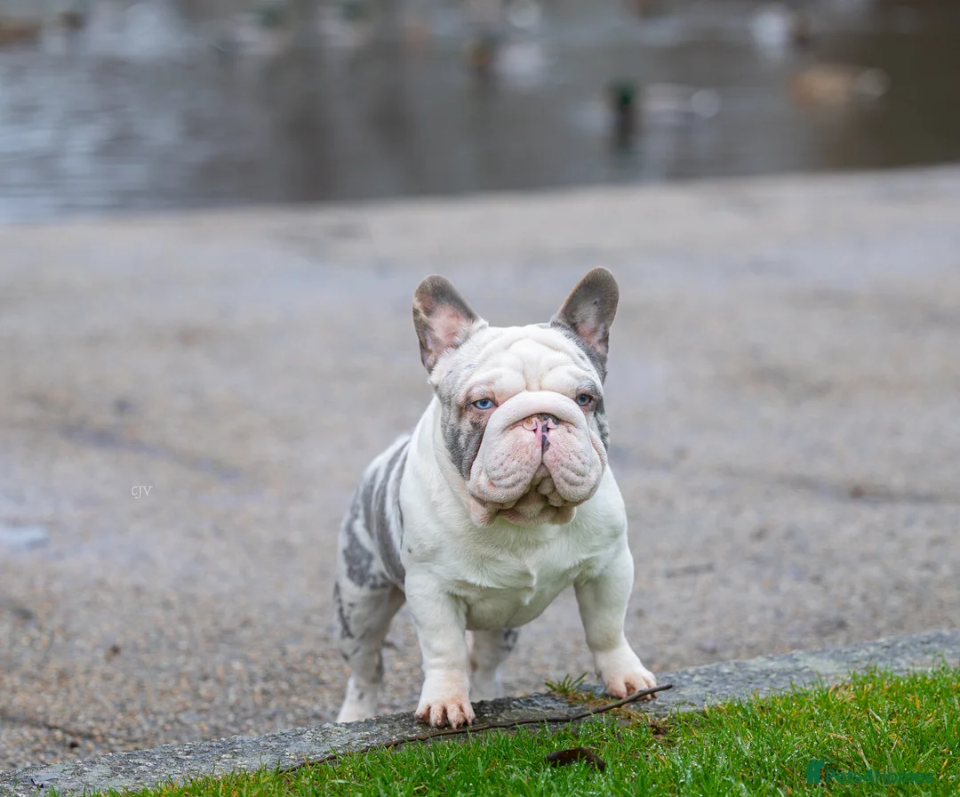 French Bulldog dogs for stud: ICE 🧊  - Advert 2