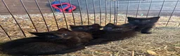 Mixed Breed cats for sale: Perfect farm cats in Peterborough - Advert 3